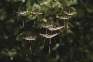 Movimiento para la Vida